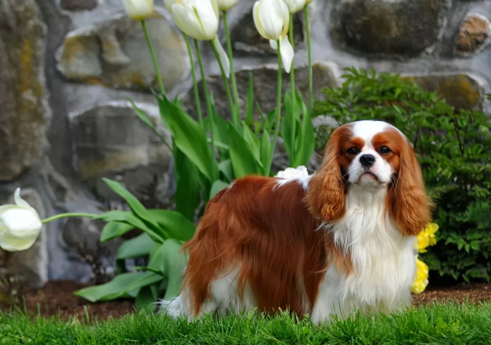 Smuk langhåret og velplejet King Charles Spaniel nyder livet i sin have